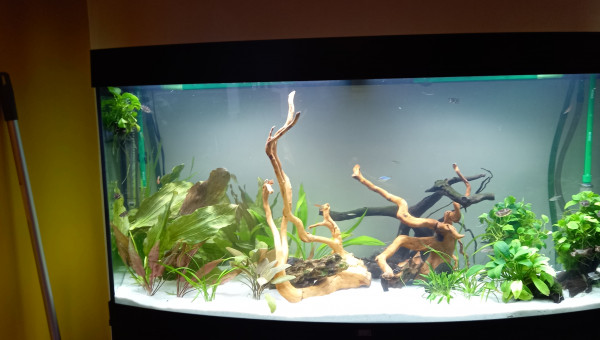 260 l tendance asiatique