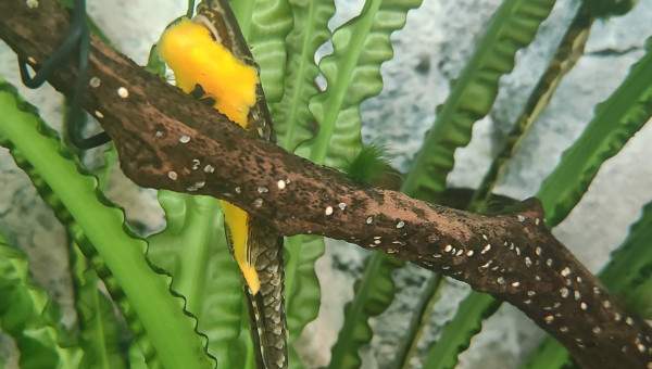 The farlowella loves veggies