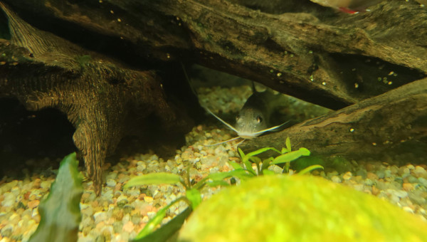 La moustache du pimelodus repousse !