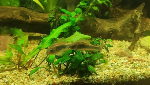 Les corydoras dansent