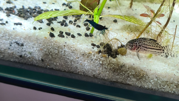 Mon premier aquarium