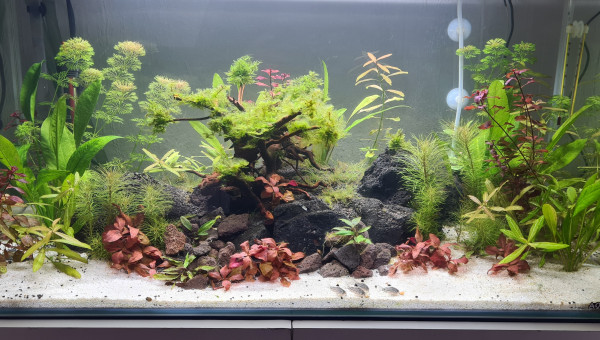 Mon premier aquarium