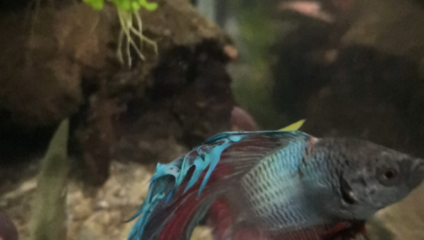 Betta splendens... Ou  bêta dans toute sa splendeur!