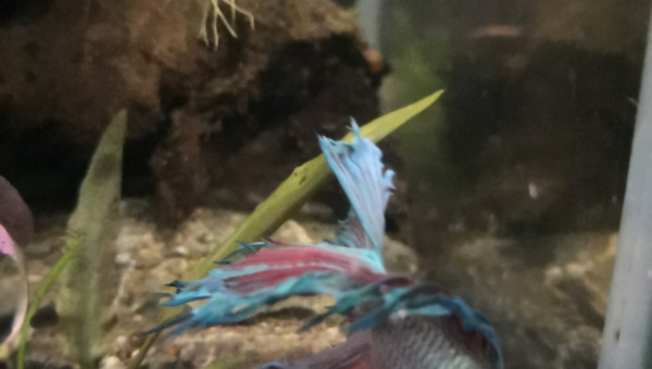 Betta splendens... Ou  bêta dans toute sa splendeur!