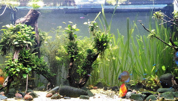 J+7 après arrivée des Discus