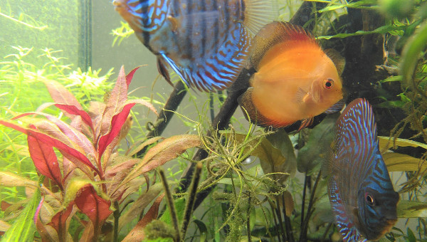 J+7 après arrivée des Discus