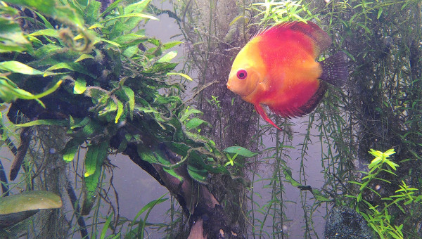 J+7 après arrivée des Discus