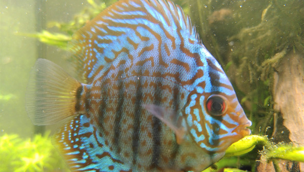 J+7 après arrivée des Discus