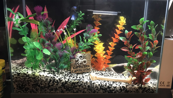 Mon aquarium