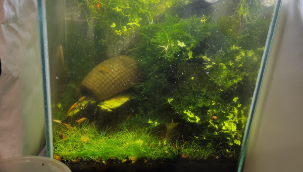 Redred devenu yellow