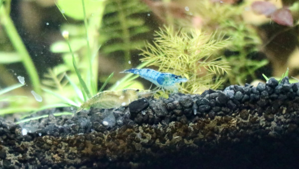 blue velvet et green jade