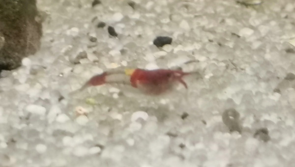 Saurez-vous deviner sa variété d'origine?