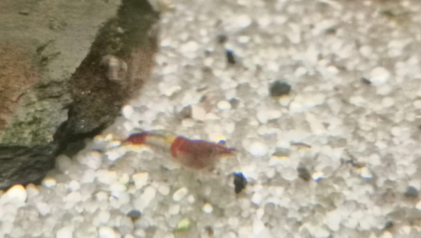 Saurez-vous deviner sa variété d'origine?