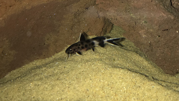 synodontis lucipinnis