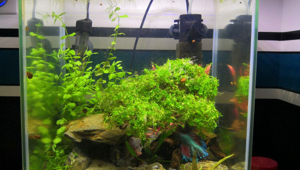 Adieu noix de coco... Bonjour Dolmen.