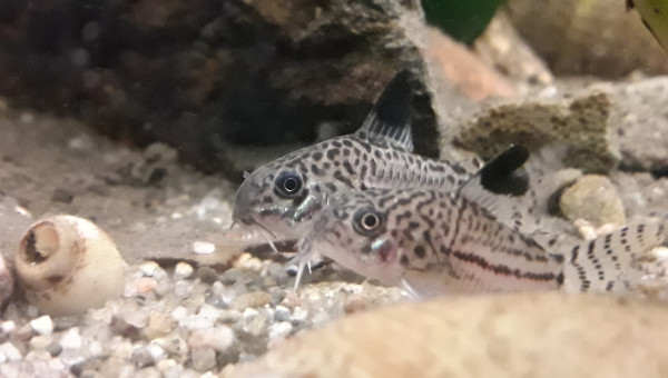 Moustache et Pistache