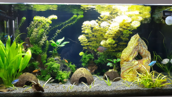 Alors en tant que débutant, merci à tous ceux qui m'ont aidé,  c'est pour cela que j'en suis là...