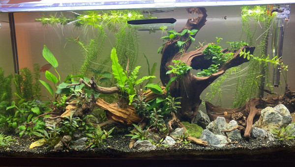 Après 9 mois de mise en eau.