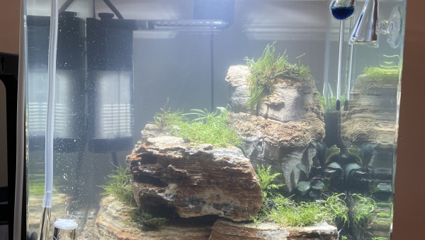 Nouveau scape pour mon nano de 30l
