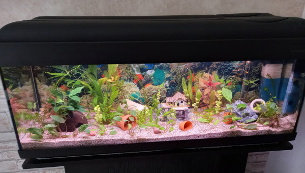 Aquarium biotope