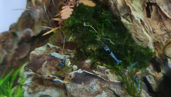Caridina mosura blue