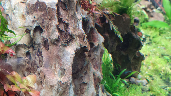 Caridina mosura blue