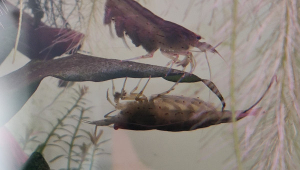 Two sides of the same coin