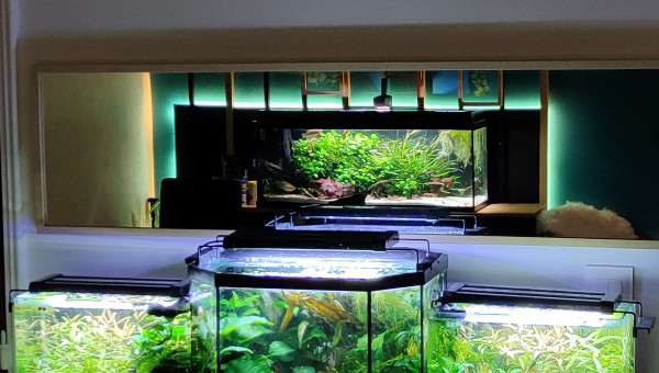 Miroir mon beau miroir