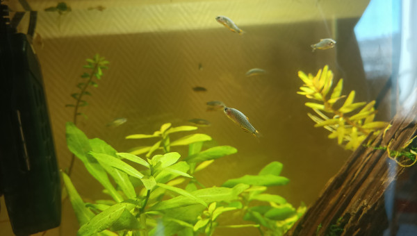 Microrasboras Galaxy