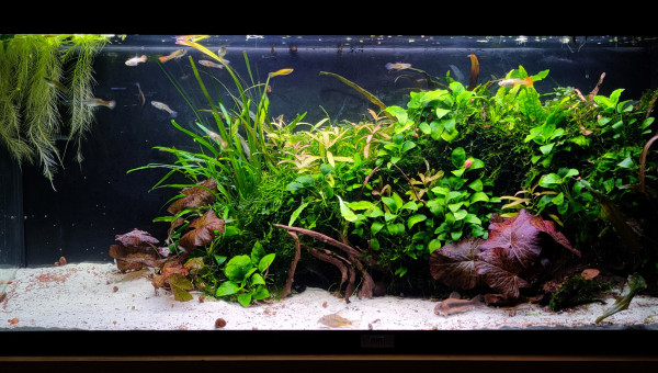 Grosse Session de jardinage