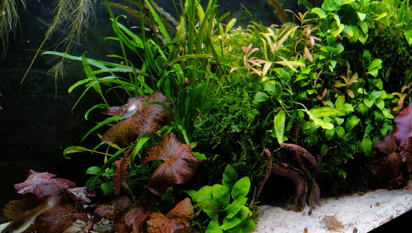 Grosse Session de jardinage