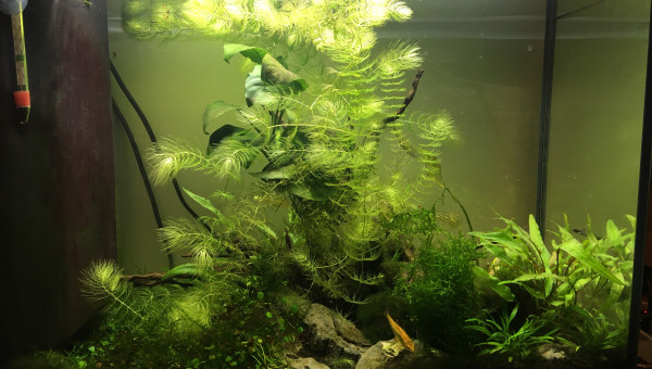 Croissance plantes et première taille