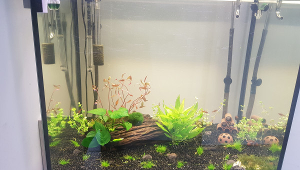 Commande plantes Floraquatic reçu et planté