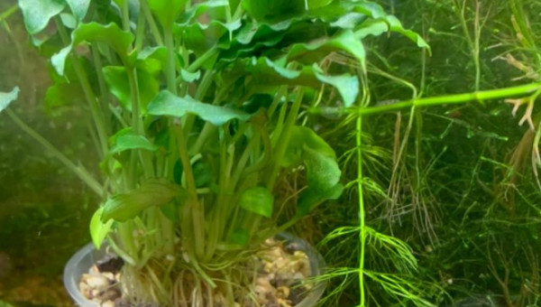 Neocaridina heteropoda blue velvet