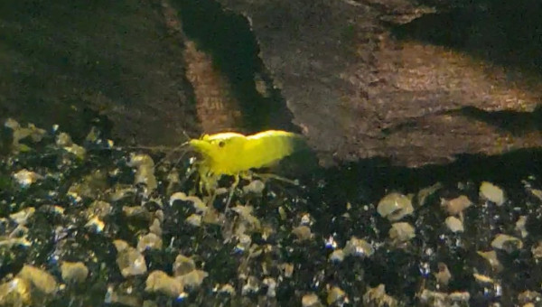 Ca sort doucement, mais sûrement. ?