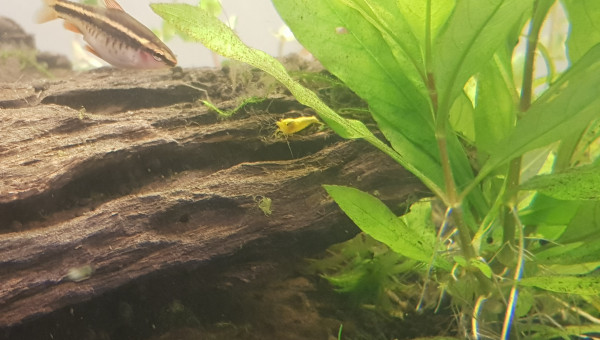 Même pas peur du grand méchant poisson.