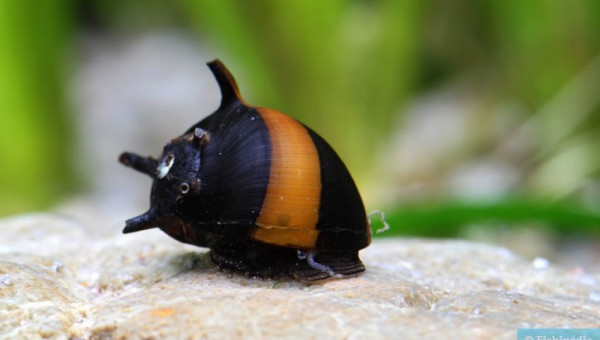 Ajout 1 Clithon Diadema