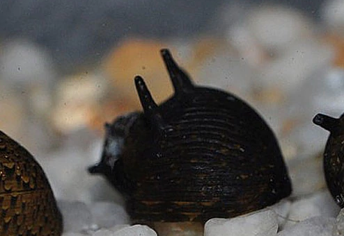 Ajout 1 Clithon SP Black