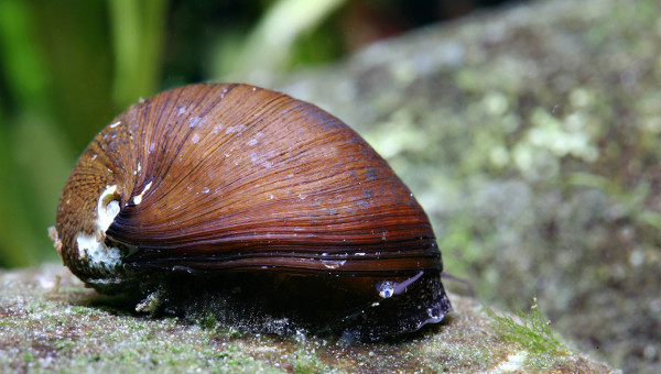 Ajout 1 Neretina Pulligera