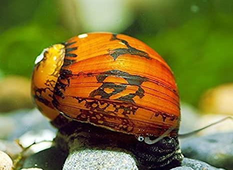 Ajout 1 Neretina SP Batik