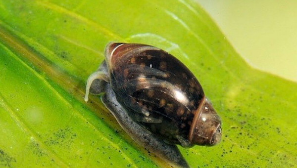 Apparition escargot PHYSE