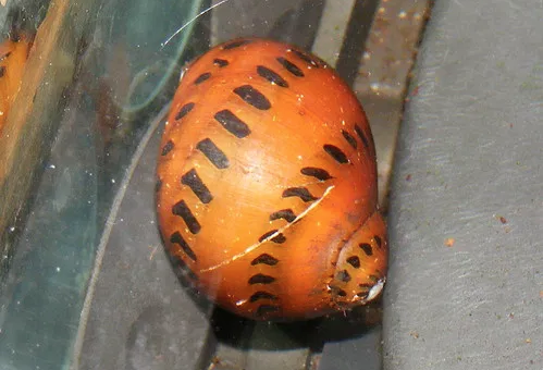 Ajout 3 Neretina Leopardi