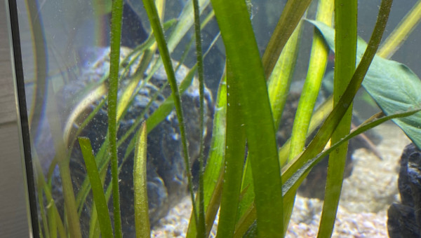 Ajout 1 VALLISNERIA CAULESCENS