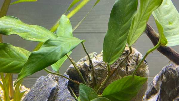 Ajout 3 ANUBIAS BARTERI