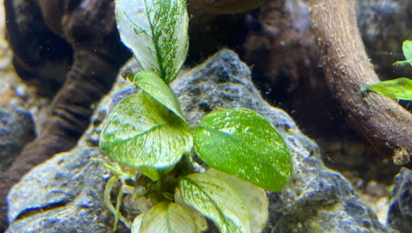 Ajout 2 ANUBIAS NANA PINTO