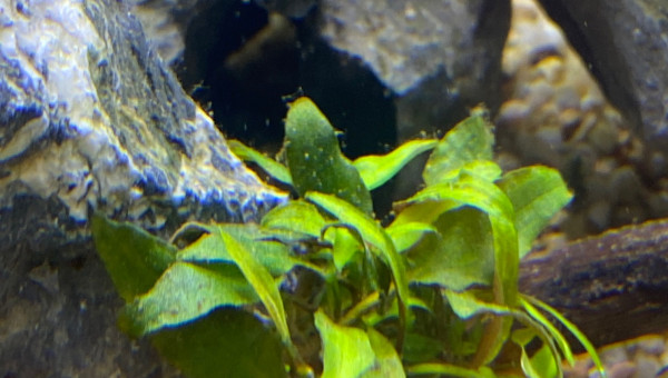 Ajout 2 ANUBIAS NANA PANGOLINO