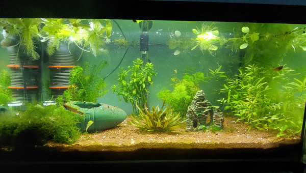 Bac 60L (Fundulopanchax nigerianus)