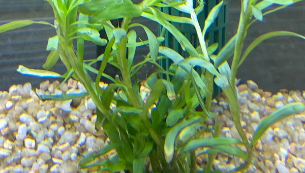 Ajout 1 HETERANTHERA ZOSTERIFOLIA