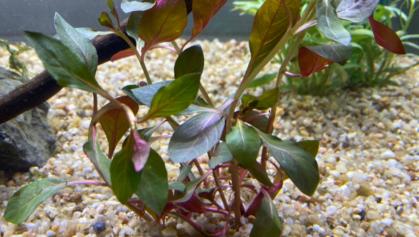 Ajout 1 LUDWIGIA REPENS RUBIN