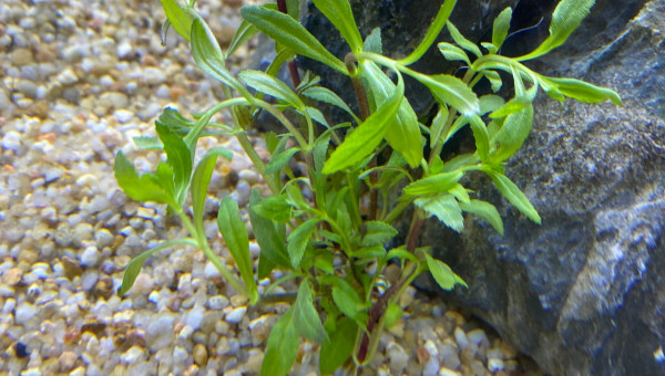 Ajout 1 LIMNOPHILA HIPPURIDOIDES